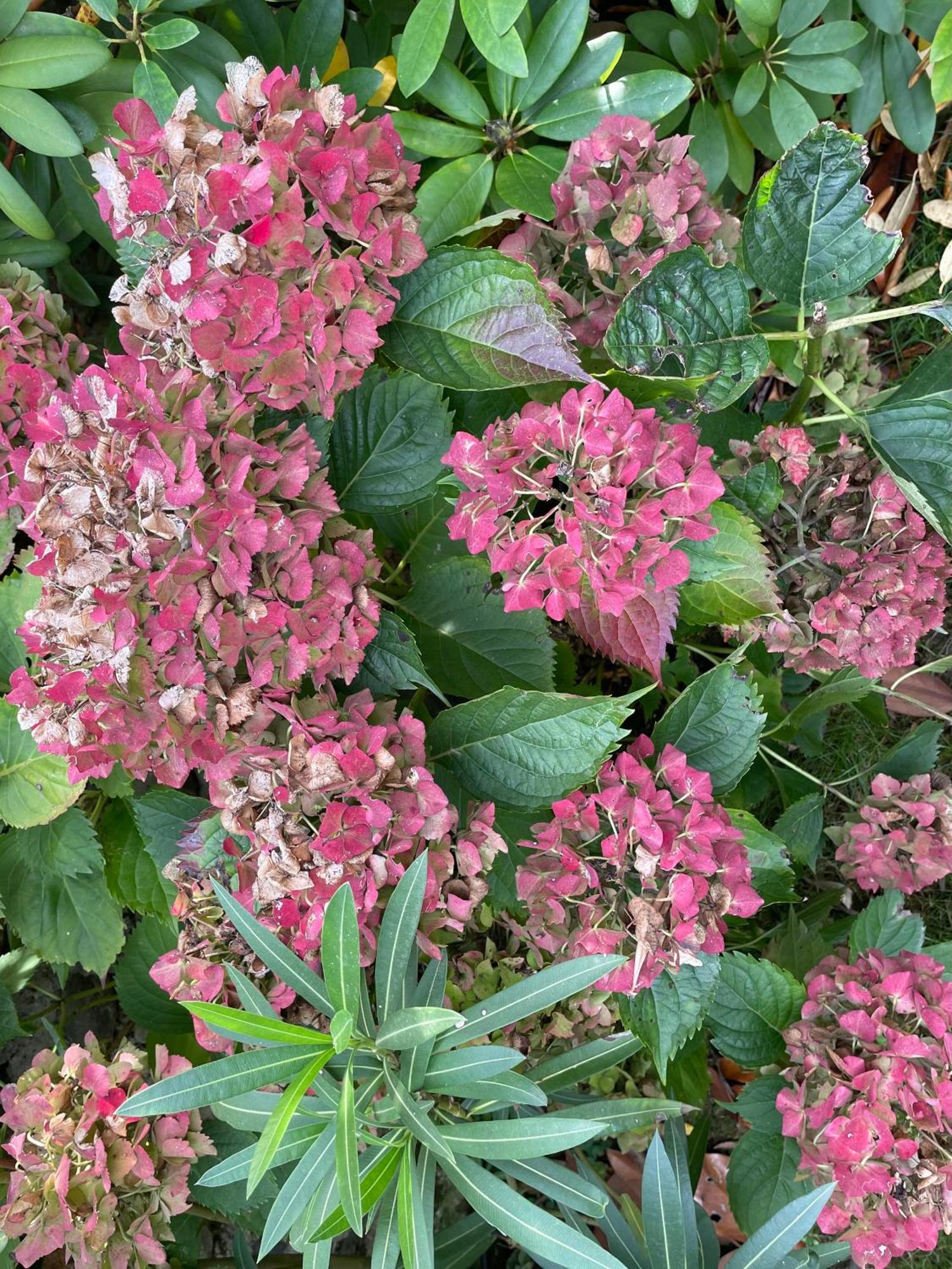 Les Hortensias Espoey 외부 사진